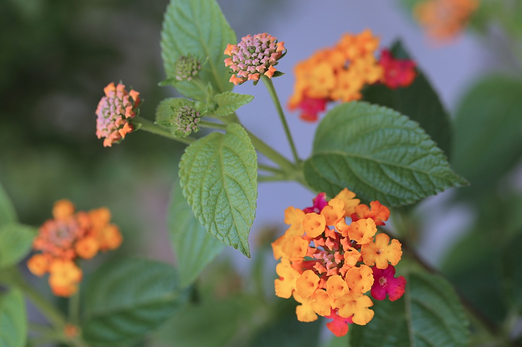 란타나 체리세이지 백일홍(21-06-21)