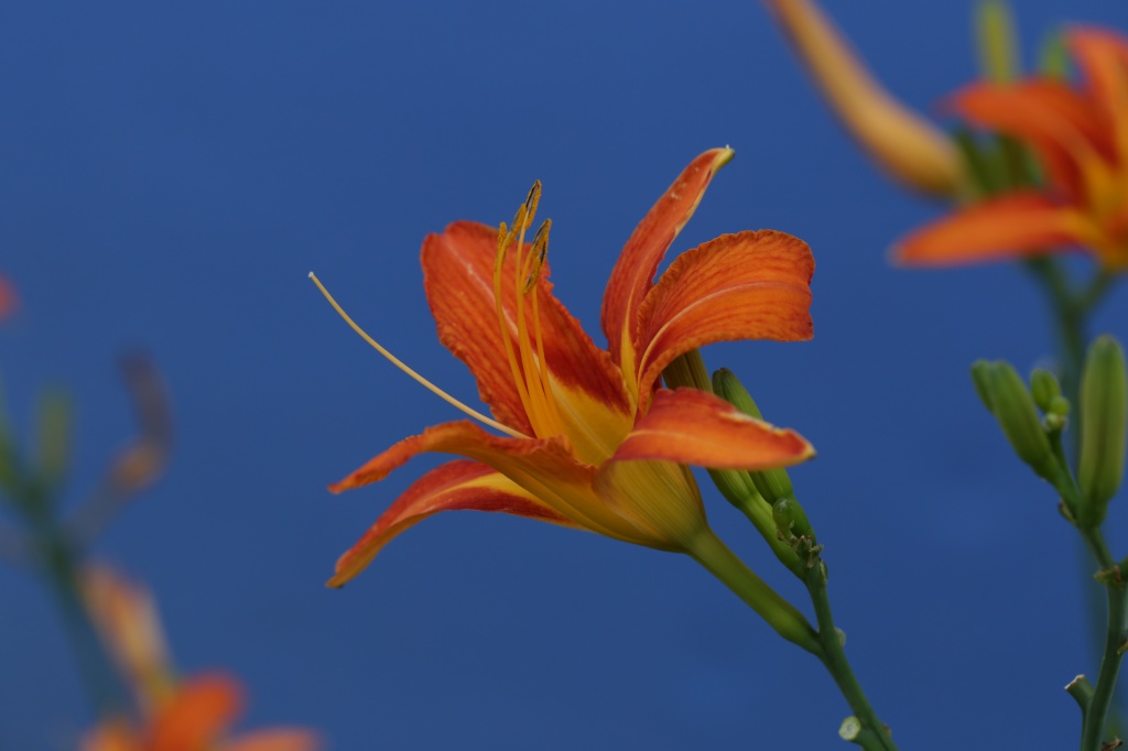 원추리 바늘꽃 향달맞이 패랭이(21-06-21)