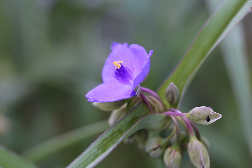 자주달개비 톱풀 채송화 봉선화(21-06-21)