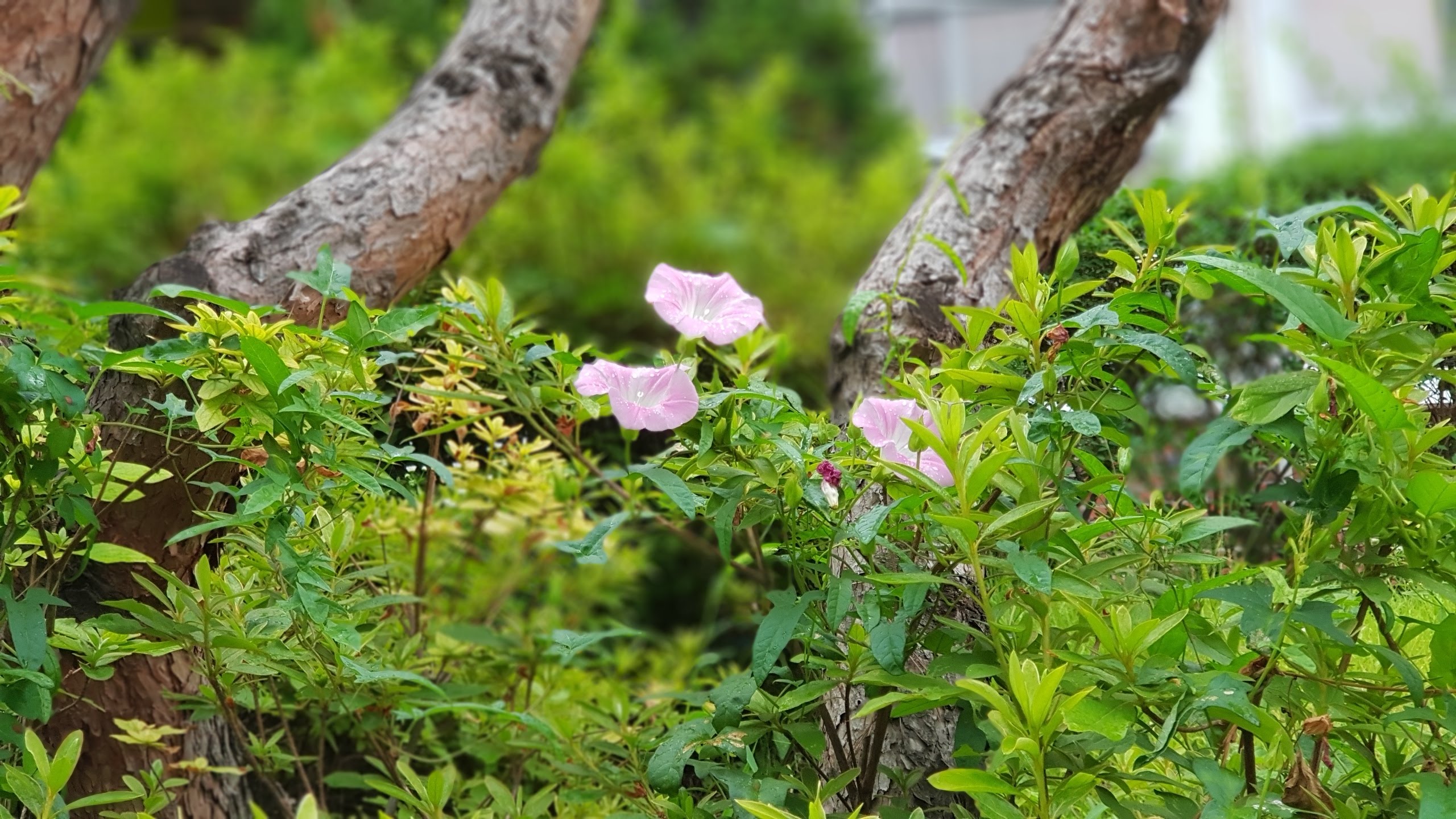 토종 메꽃 능소화 겹샤스타데이지(21-06-28)
