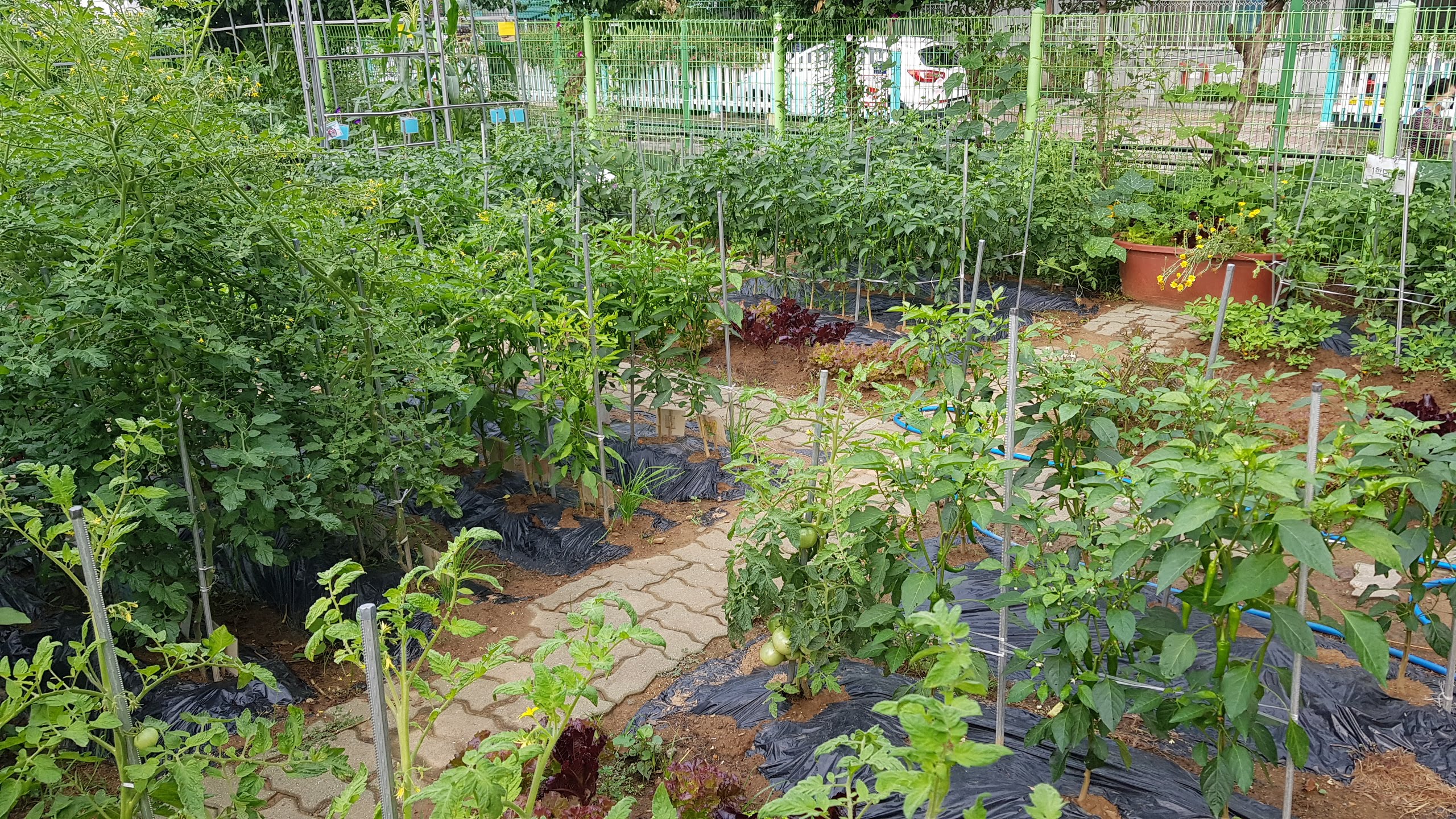 학교텃밭에 농작 물들