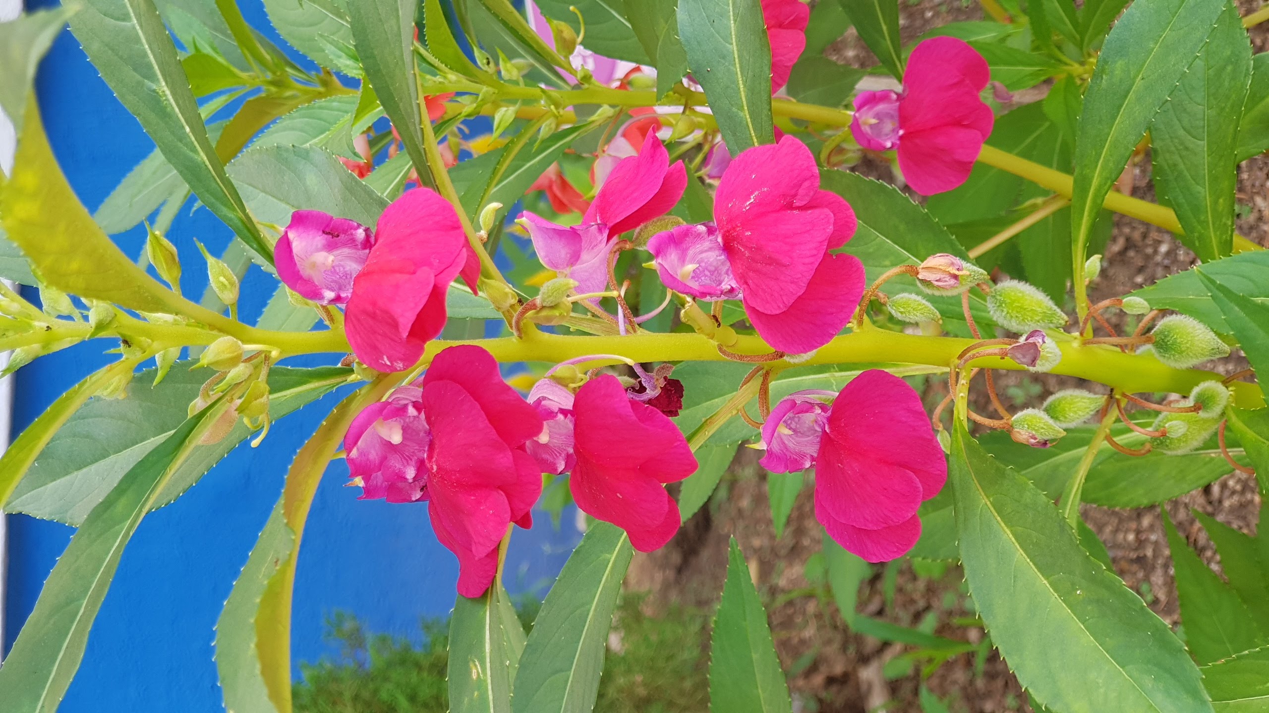 봉선화 천수국 목수국