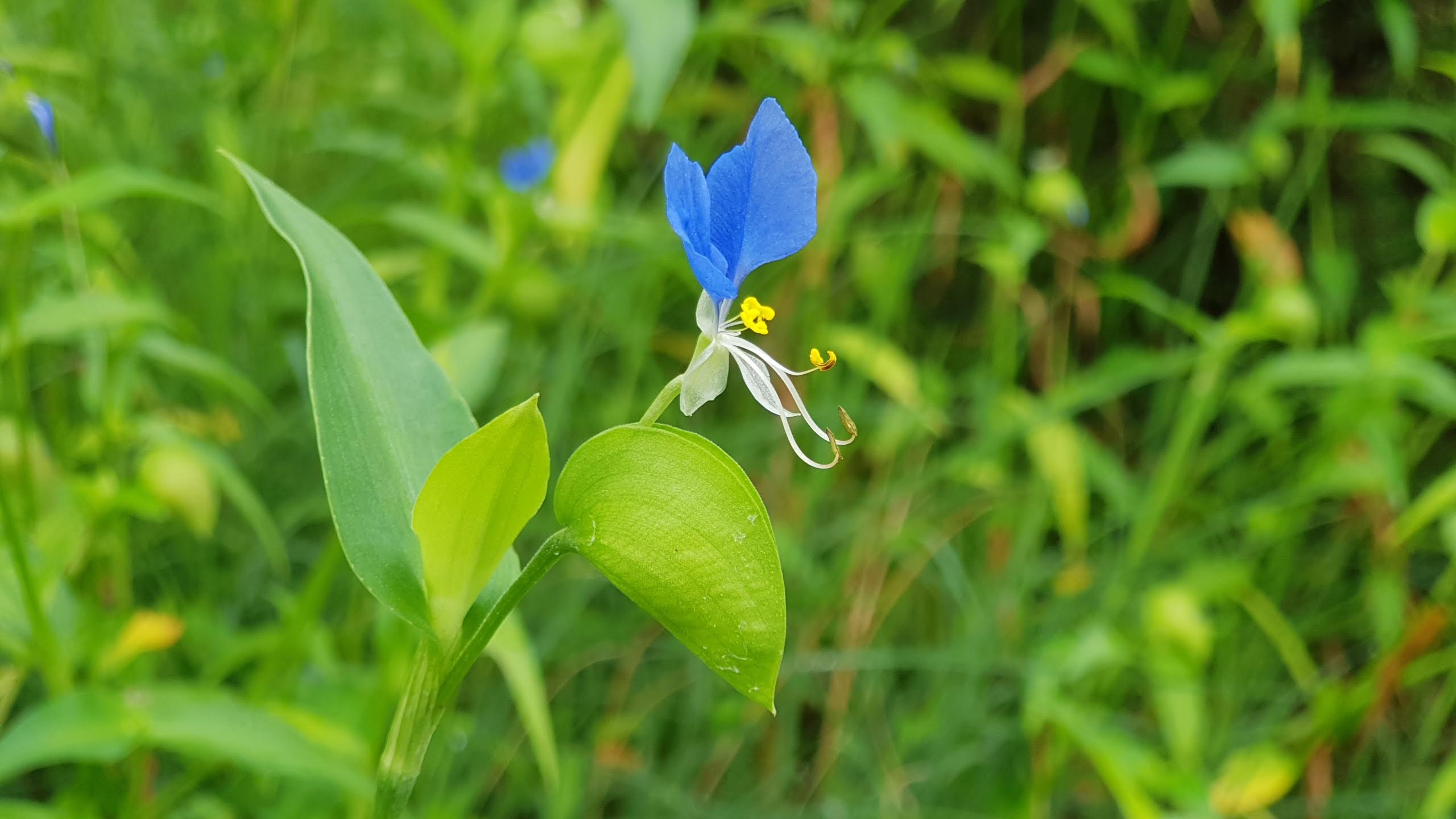 여러분이 꽃입니다