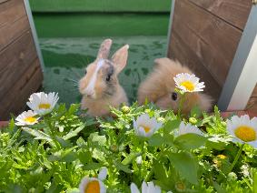 두마리 토끼 수시와 정시